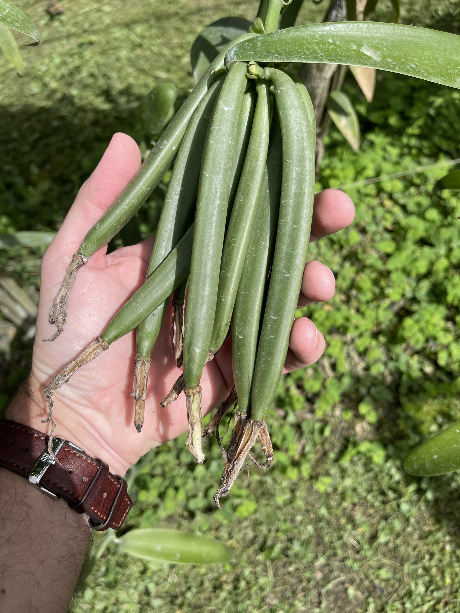 Cacho de favas verdes de baunilha colhido na fazenda